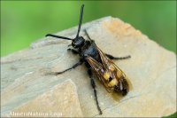 Scolia hortorum