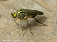 Dolichopodidae