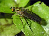 Poecilobothrus nobilitatus
