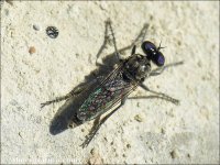Lasiopogon sp.