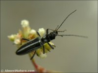 Chitona saturalis