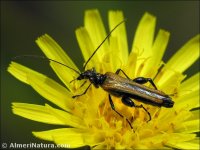 Oedemera simplex