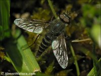 Thereva nobilitata