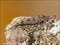 Machiloidea