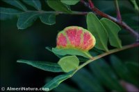 Aploneura lentisci