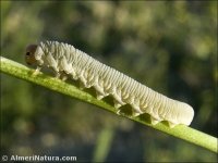 Athalia sp.