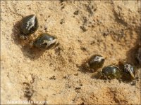 Allacma fusca