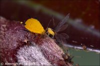 Aphis nerii