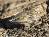 Odontotarsus caudatus