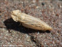 Eupelix cuspidata