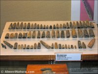 Belemnites