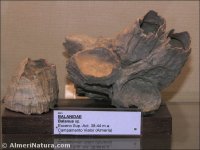 Balanus