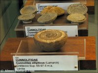 Cunnolites