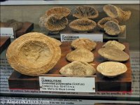 Cunnolites