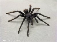Araña
