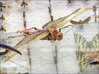 Insectos
