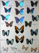 Mariposas