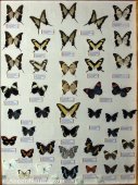 Mariposas