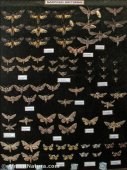 Mariposas