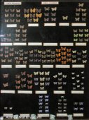 Mariposas