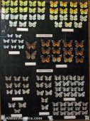 Mariposas