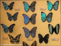 Mariposas
