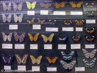Mariposas