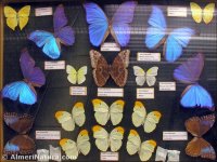 Mariposas