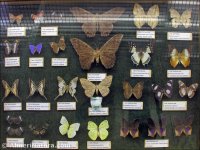 Mariposas