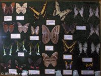 Mariposas