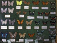 Mariposas