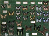 Mariposas