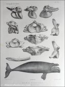 Ilustraciones