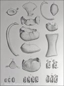 Ilustraciones