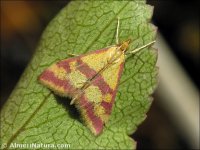 Pyrausta sanguinalis