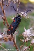 Zygaena lavandulae