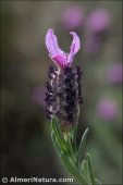 Lavandula stoechas