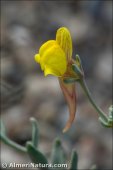 Linaria pedunculata