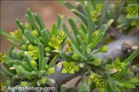 Rhamnus velutina subsp. almeriensis