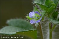 Veronica hederifolia