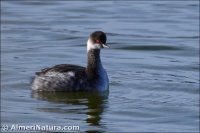 Zampullín cuellinegro