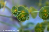 Euphorbia segetalis