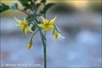 Solanum lycopersicum