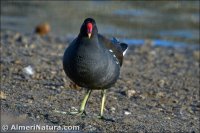 Gallineta común