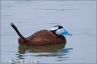 Malvasía cabeciblanca
