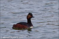 Zampullín cuellinegro