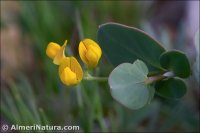 Coronilla scorpioides