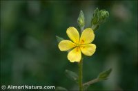 Helianthemum salicifolium