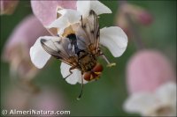 Ectophasia leucoptera