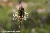 Plantago lanceolata
